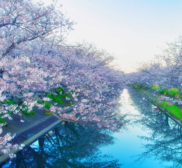 【鑽石公主★星動賞櫻】北海道春季花朵 11日 橫濱登船  釧路 ► 函館 ► 小樽 