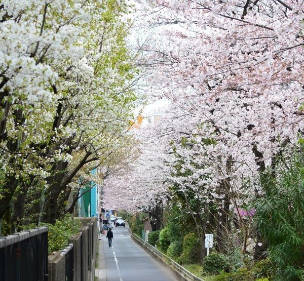 【鑽石公主★星動賞櫻】九州春季花朵11日遊 (橫濱登船) 長崎 鹿兒島..等 8 個停靠點