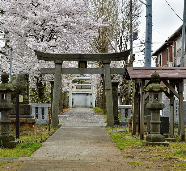 【鑽石公主★星動賞櫻】日本之旅春季花朵 11日 橫濱登船