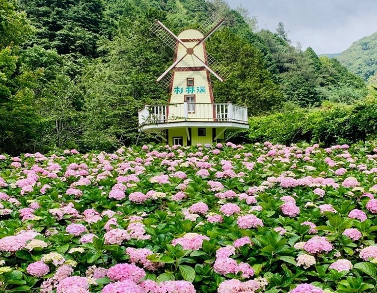 【高鐵假期】南投杉林溪花卉盛宴．忘憂森林1日