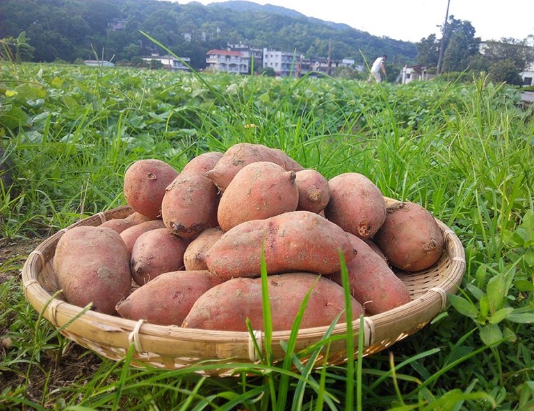 【一泊二食】金山烘地瓜天籟渡假自由行2日