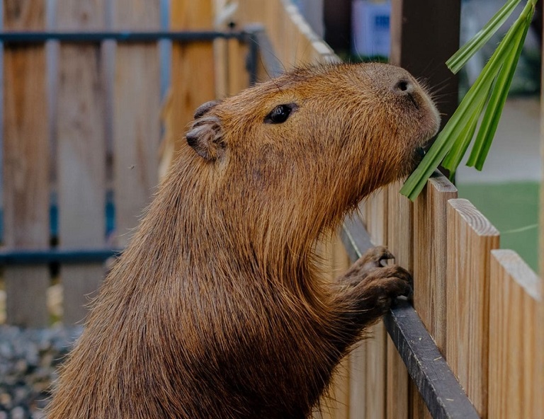【媽媽好星情】星夢森林、羅東林業、親子好好玩1日