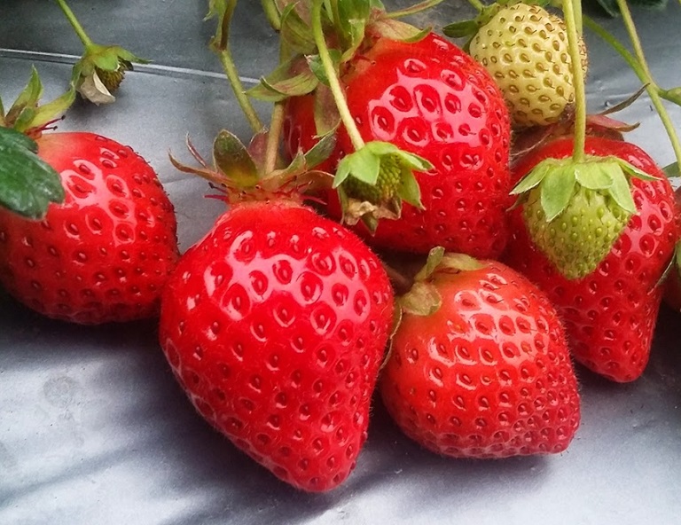 【六人成行】雪見二本松、清安豆腐街、泰雅部落溫泉2日