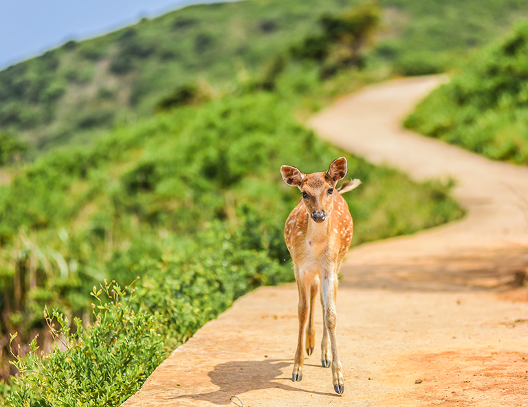 【綠色生活在馬祖】南北竿三日(飛機來回)
