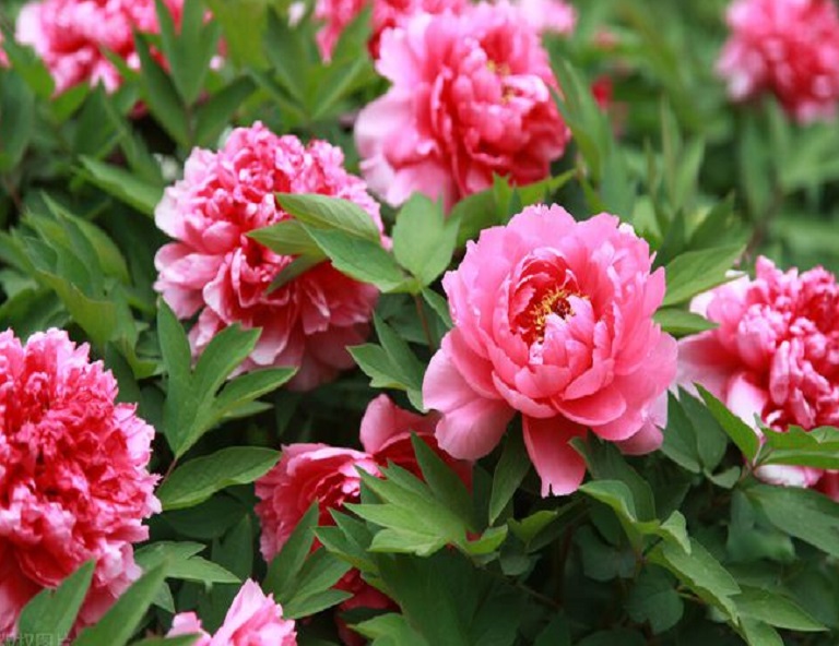 【詩畫河南】陶香洞美酒、黃河小浪底、清明上河園、龍門石窟8天(交流考察團)