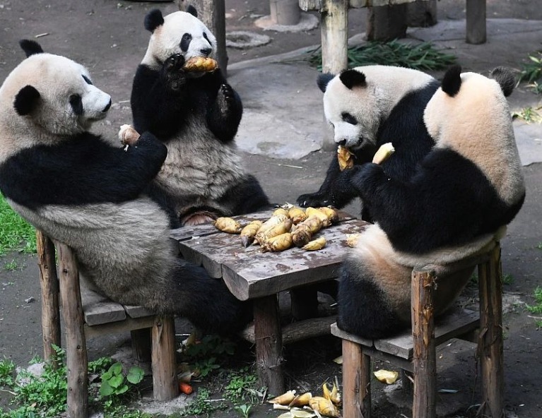 【來趣重慶】世界自然遺產．魔幻8D山城．洪崖洞夜景6天(交流考察團)