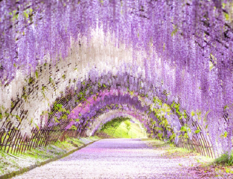 【九州春浪漫】河內紫藤花隧道．海之中道紫蝶花．宇佐紫藤花祭．宮地嶽神社 5天