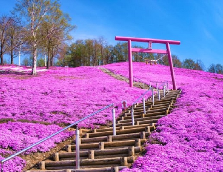 【北海道櫻琴邀約】東藻琴芝櫻．鬱金香．勝手丼．網走刑務所．小樽．三晚溫泉5天