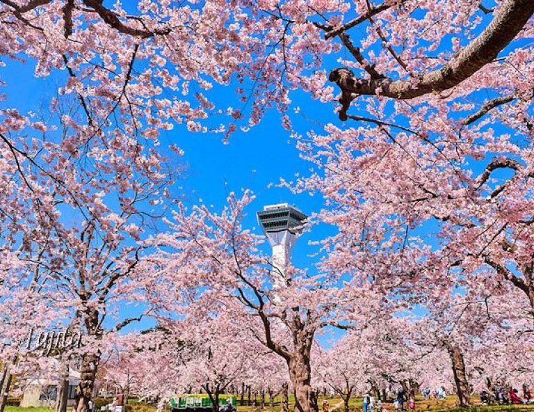 【北海道櫻漫漫】米其林函館夜景．小金湯森林櫻．五稜郭公園x萌企鵝．OUTLET5天