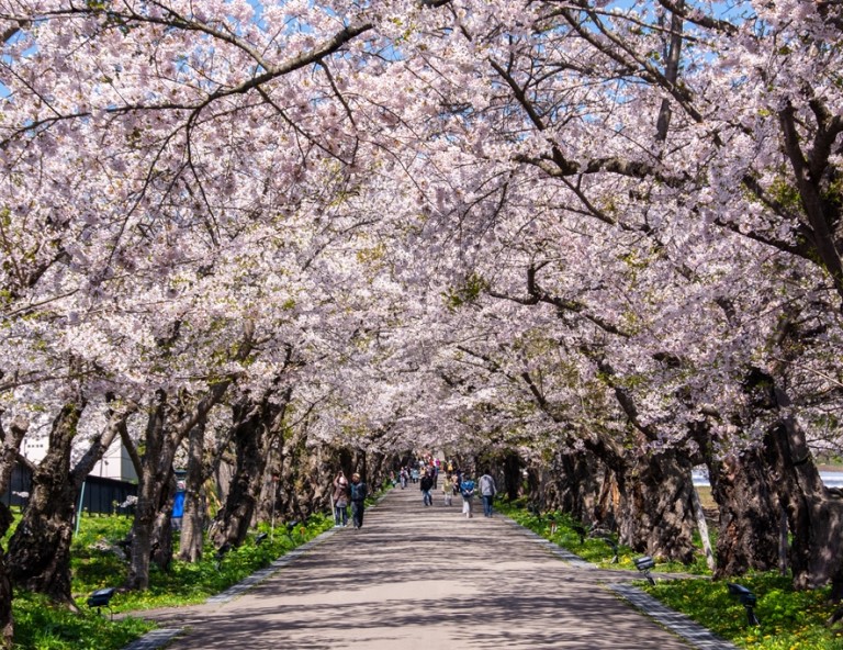 【北海道追櫻趣】松前城．漁火櫻花鐵道．北斗櫻廻廊．童話小樽．萌企鵝遊行5天