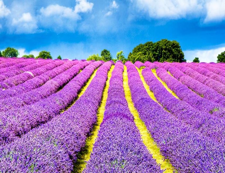 破盤清艙【特惠北海道】童話小樽．旭山動物園．米其林函館夜景．螃蟹吃到飽 5天