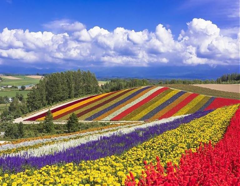 【北海道星花開】富良野花田．四季彩之丘．浪漫小樽．可愛企鵝．十勝美人湯5天