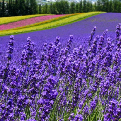 抓住夏末的尾巴．北海道餘位搶
