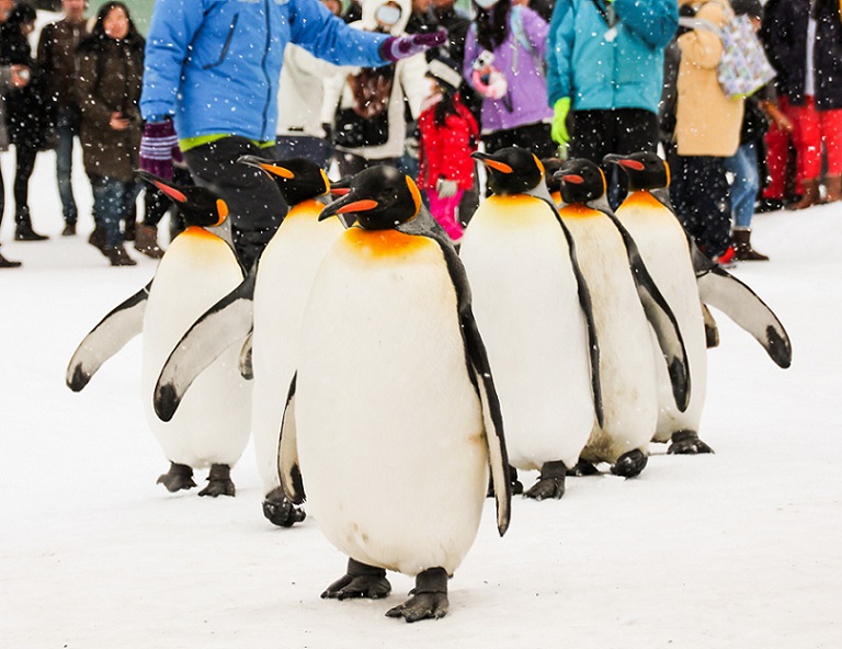 【小資北海道】米其林函館夜景．企鵝漫步x熊牧場．浪漫小樽．長腳蟹．金森倉庫6天