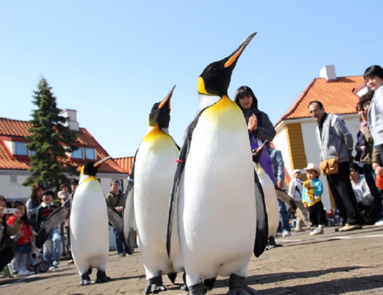 【漫遊北海道】尼克斯超萌企鵝．童話小樽．米其林函館夜景．洞爺湖花火 5天