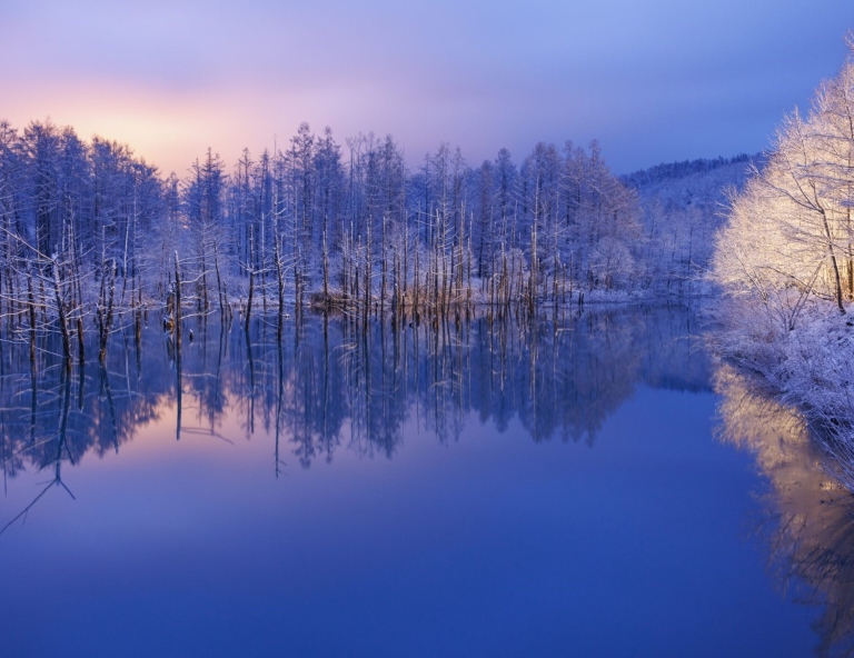 【北海道初冬特賣】絕美青池．小樽運河．銀杏隧道．萌企鵝x熊牧場．洞爺彩燈節5天