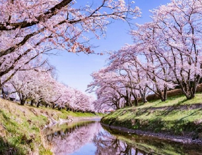 【北陸春限定】櫻花名所~新境川堤．千年臥龍櫻．童話合掌村．長良川花見鐵道 5天