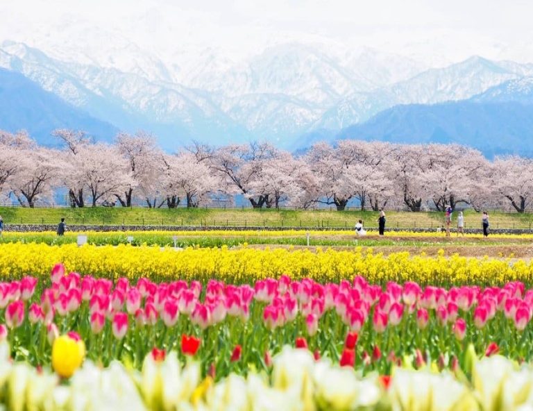 【櫻情北陸】春日四重奏．松川遊覽船．長良川鐵道．合掌村．兼六園．彥根城 5天