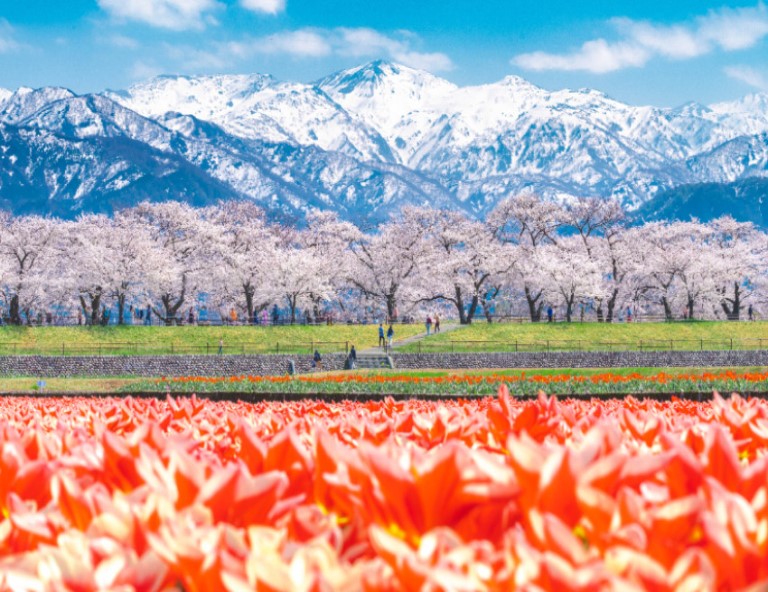 【北陸櫻物語】名花之里彩燈季．新穗高纜車．童話合掌村．兼六園．下呂溫泉6天