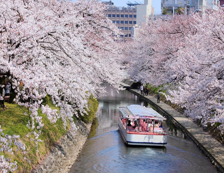 【北陸賞櫻趣】櫻花百選名所～春日四重奏．松川遊覽船．童話合掌村．彥根城 5天