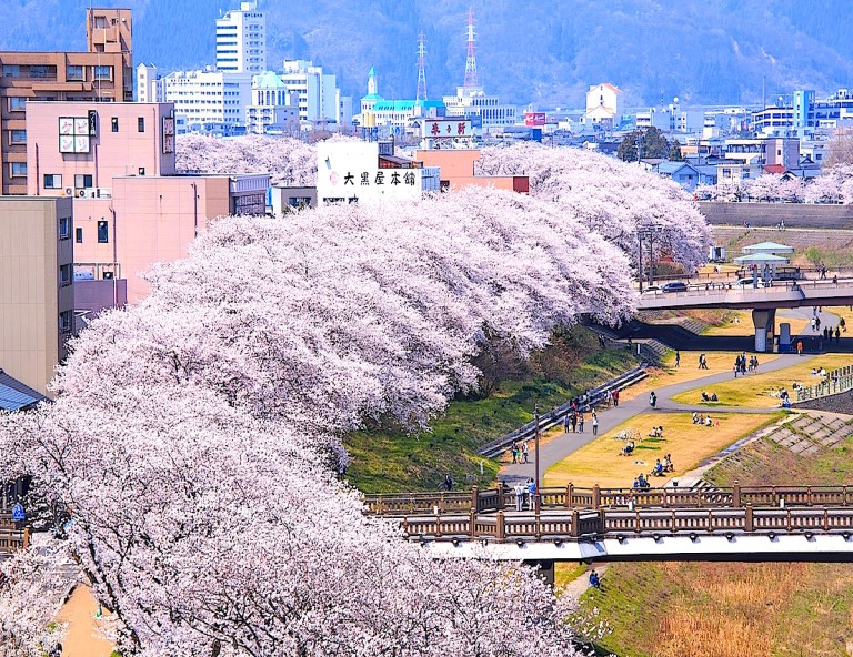 【北陸櫻飛舞】春日四重奏．松川遊覽船．合掌村．彥根城．足羽川櫻花隧道5天