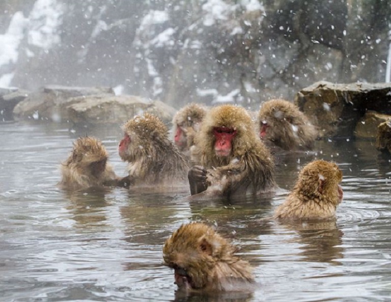 【北陸戲雪】雪猴泡湯．惠那峽雪見遊船．牧歌之里戲雪．兼六園．童話合掌村 5天