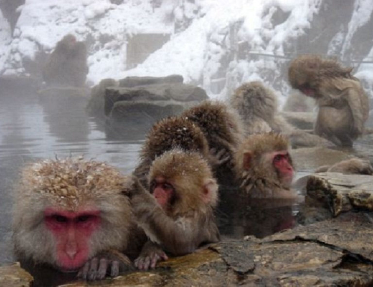 【北陸戲雪】雪猴泡湯奇景．兼六園．合掌村．飛驒高山．馬籠宿．牧歌之里戲雪 5天
