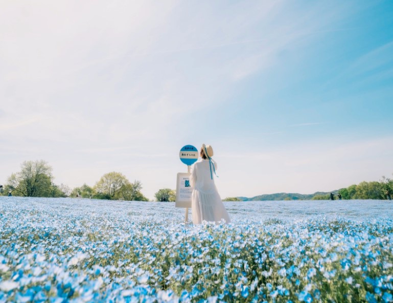 【廣島星物語】嚴島神社x和平公園．讚岐滿濃．神勝寺洸庭．倉敷美觀．千光寺5天