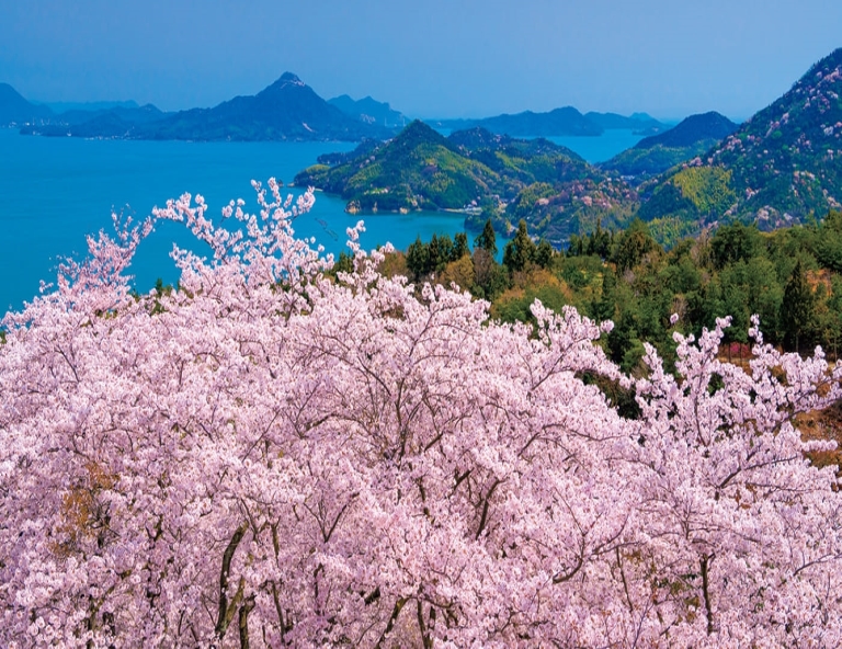 特惠【四國春限定】紫雲出山．櫻花百選．四萬十川屋形船．金刀比羅宮．高知城5天