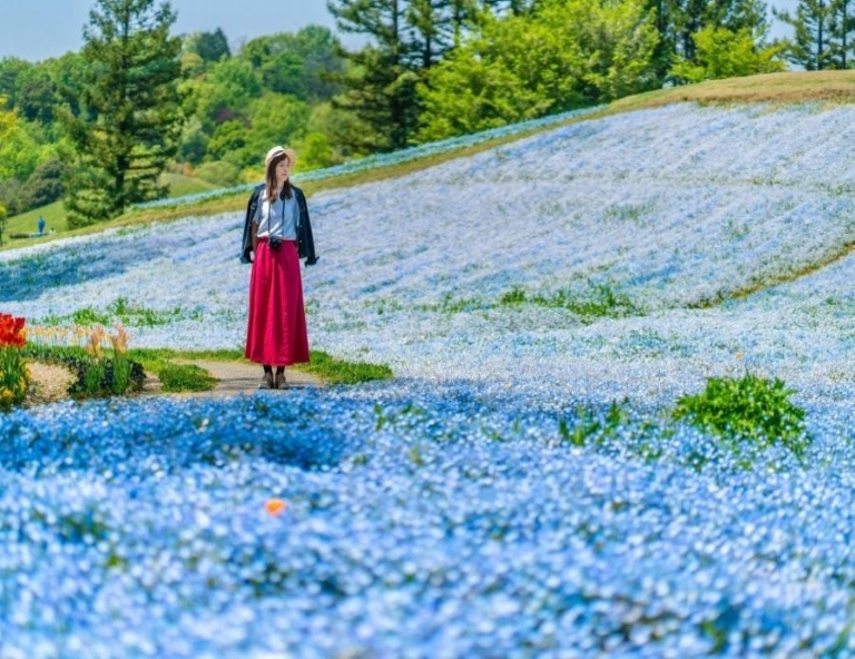 【璀璨四國】仁淀川屋形船．鰹魚炙燒體驗．大步危峽谷．金刀比羅宮．松山城5天