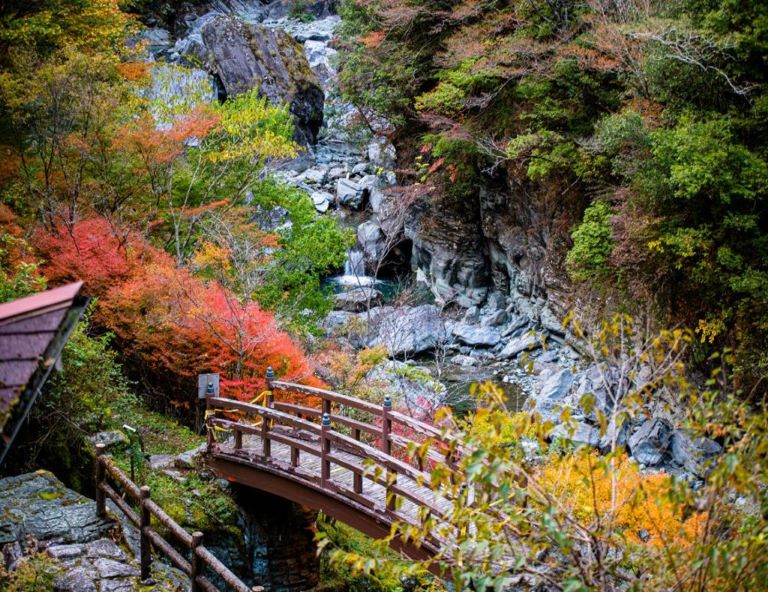 【四國楓特惠】採果趣．仁淀川屋形船．鰹魚炙燒．佐川町．神隱少女．高知城4天