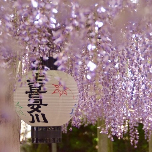 花現四國．揪團最高省2萬