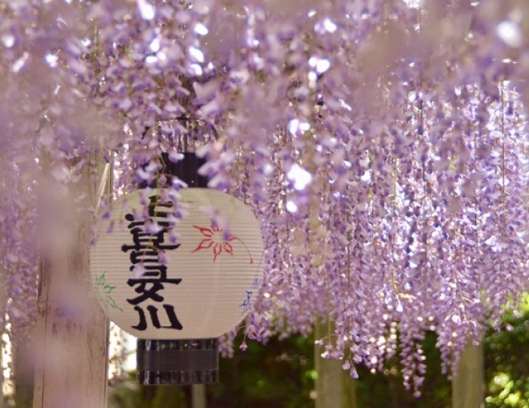 【四國紫藤戀】和氣藤花瀑布．仁淀川遊船．倉敷美觀．臥龍山莊．百年藤花寺5天