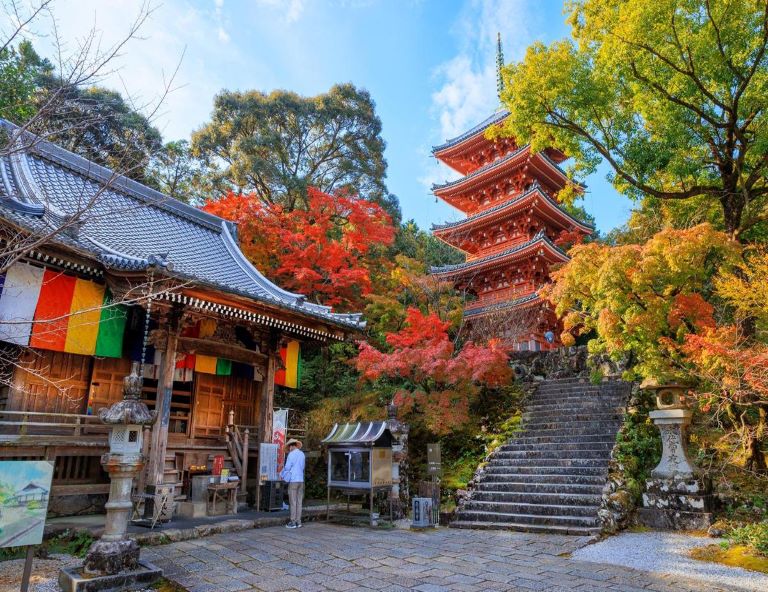 【四國紅葉賞】道後茶玻瑠．百年漁師町．森林小鎮．高知竹林寺．尋找神隱少女4天