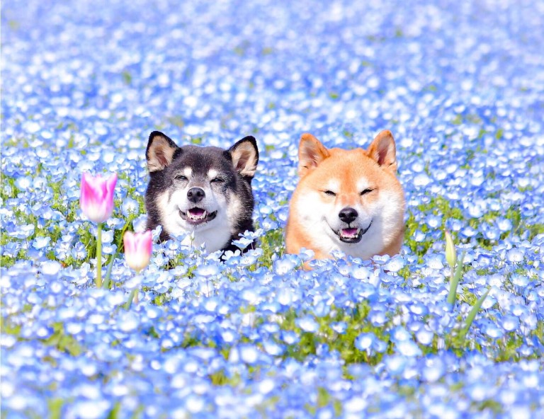 【四國花紀行】世羅花物語．大步危遊船．檮原町森林．倉敷美觀．千光寺．溫泉5天