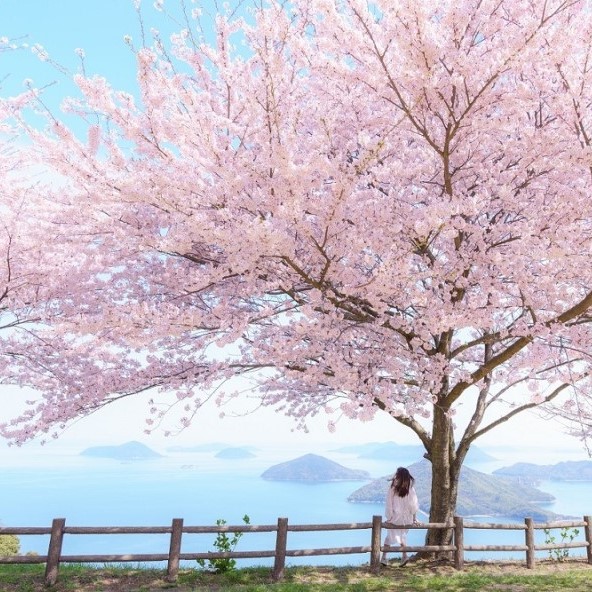 四國追櫻趣．早鳥最高省3千