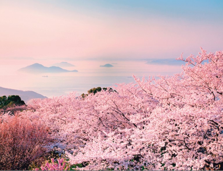 【四國櫻百選】魔法小豆島．紫雲出山．鏡野櫻隧道．松山城．仁淀川x大步危遊船5天