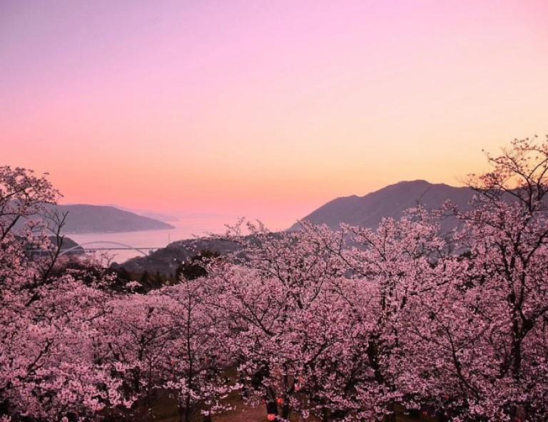 【櫻情四國】魔女小豆島．紫雲出山．栗林公園．大步危峽谷．高知城．名湯饗宴5天
