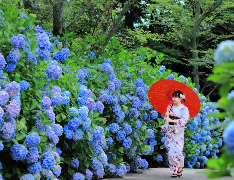 【紫享戀四國】仁淀川屋形船．紫雲出山紫陽花．炙燒鰹魚x哈蜜瓜冰．醉鯨酒造5天