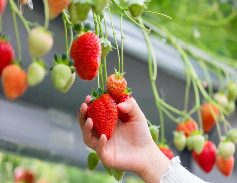 【冬戀四國】仁淀川屋形船．黑潮鐵道．石鎚山霧冰ｘ戲雪趣．採草莓．高知城5天