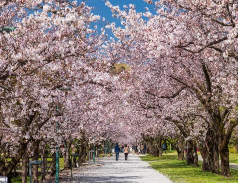 【四國櫻飛舞】魔女小豆島．道後溫泉．足摺星空．夢幻紫雲出山．名湯饗宴 5 天