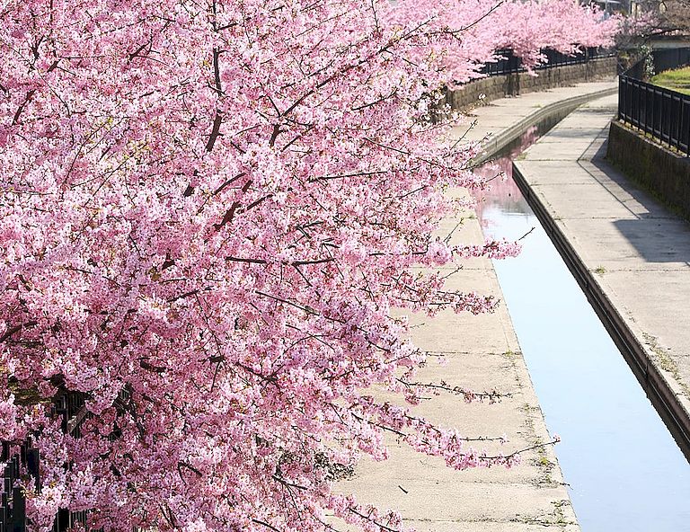 【花現關西】環球影城．絕美河津櫻．梅之庭天滿宮．神戶塔．清水寺．千本鳥居5天