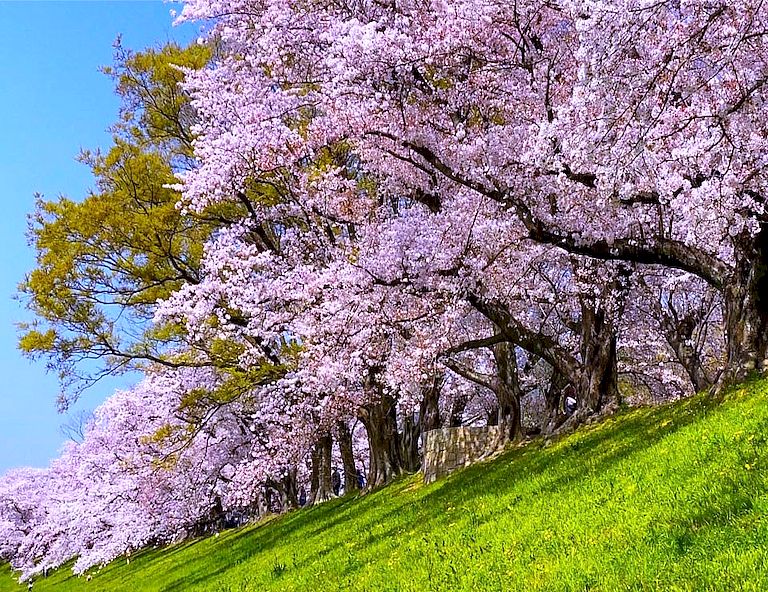 【櫻戀關西】嵐山渡月橋．背割堤櫻花大道．清水寺．摩耶山纜車．草莓吃到飽 5天