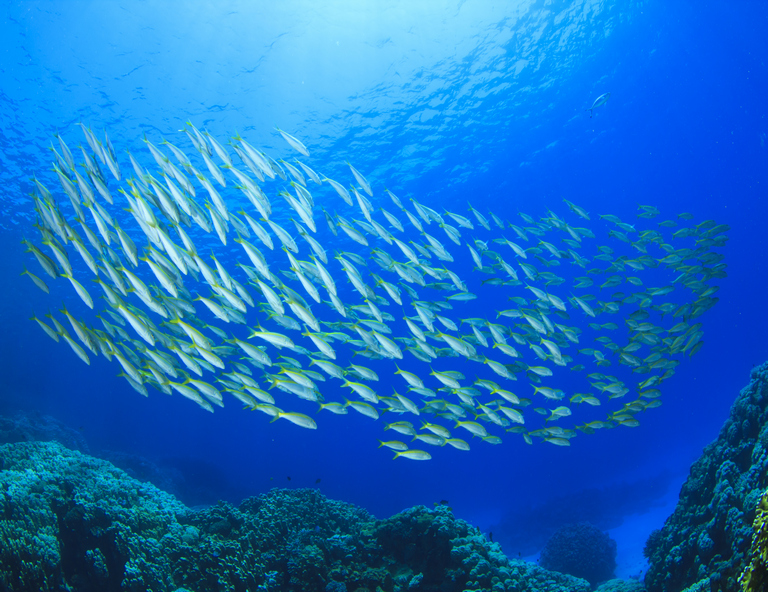 【菲常鯨喜】樂遊海洋公園、生態饗宴~與鯊共遊、沙丁魚魚牆、自由活動 5 日
