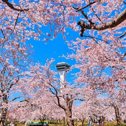 北海道櫻飛舞．早鳥最高省2千