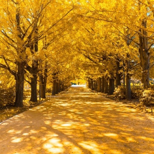 北海道限定！紅葉初雪交織