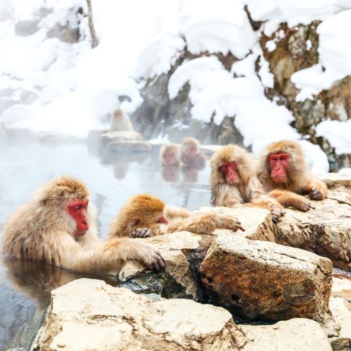 冬季限定．雪猴泡湯奇景