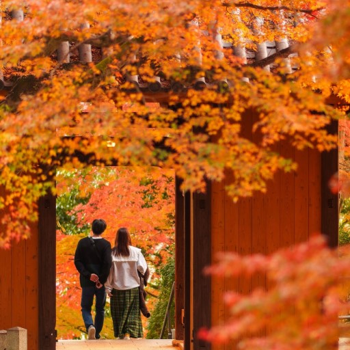 秋季限定．紅葉前線
