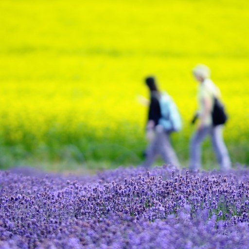 紫色香氣薰衣草．北海道富良野