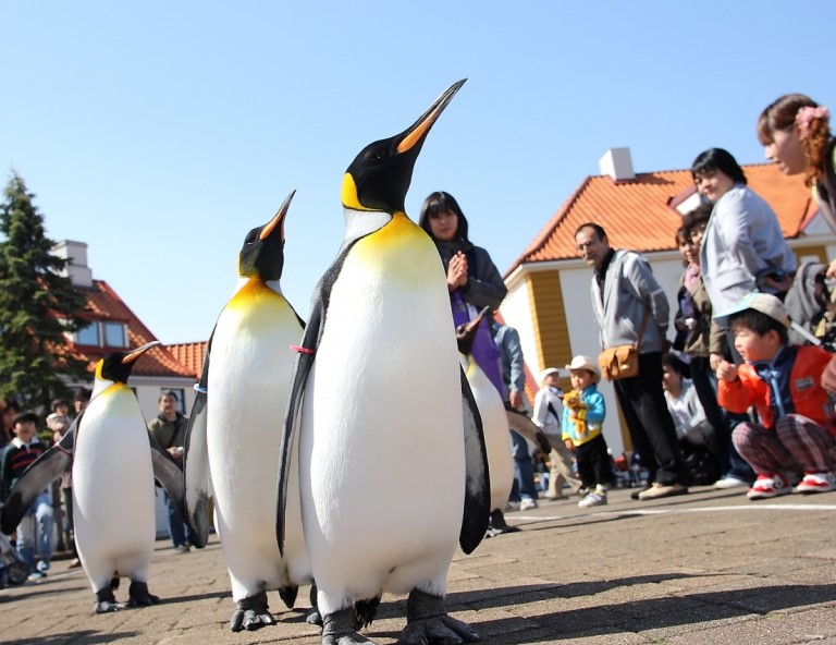 【燦星旅遊節．北海道限時搶】函館夜景．金森倉庫群．萌企鵝漫步．長腳蟹放題 5 天